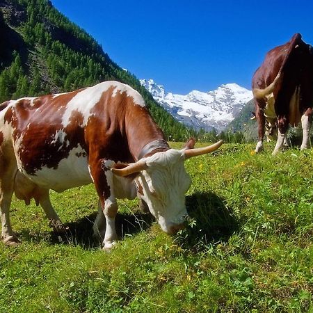 La Dzenta Meizon Villeneuve Dış mekan fotoğraf